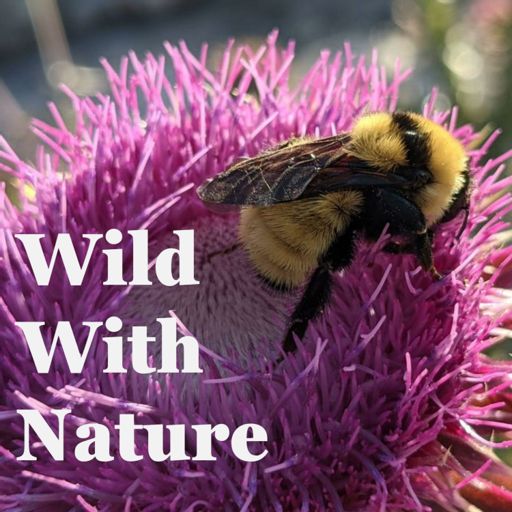 Cover art for podcast Wild With Nature