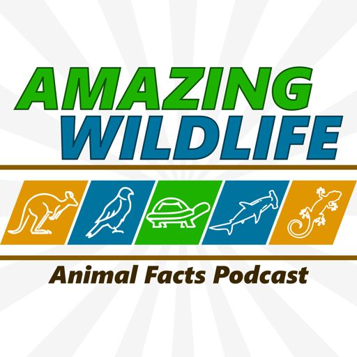 Cover art for podcast Amazing Wildlife