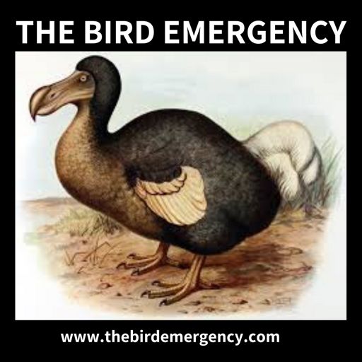 Cover art for podcast The Bird Emergency